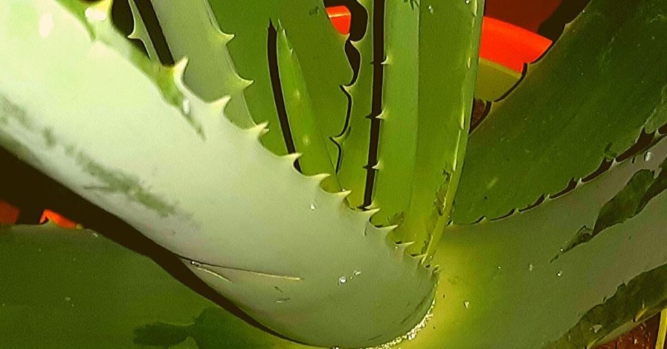 aloe vera rastlina